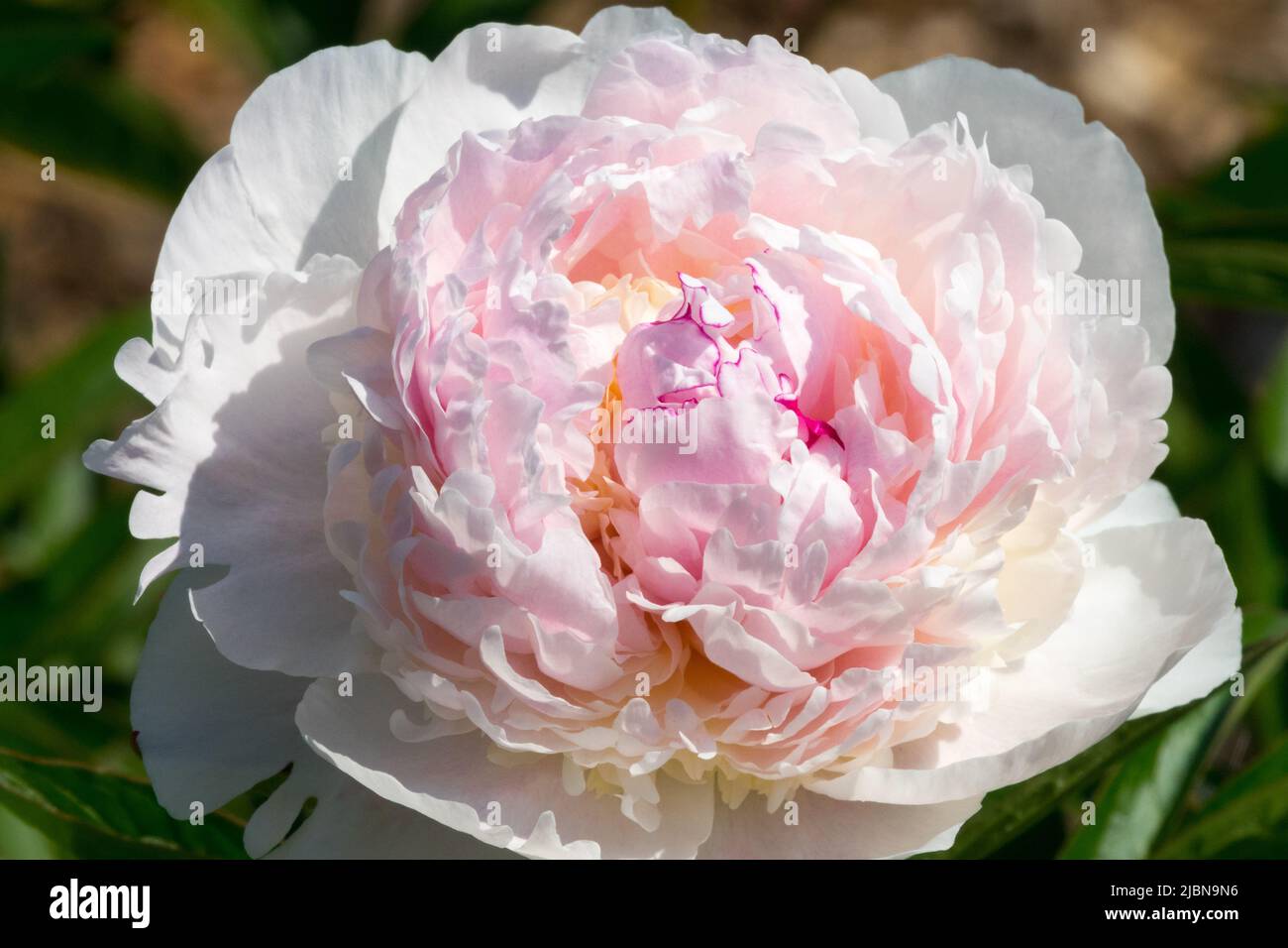 Grande e fragrante fiore bianco con un tocco di rosa Paeonia lattiflora 'Madame de Vemville' Foto Stock Grande e fragrante fiore bianco con un tocco di rosa Paeonia lattiflora 'Madame de Vemville' Foto Stock