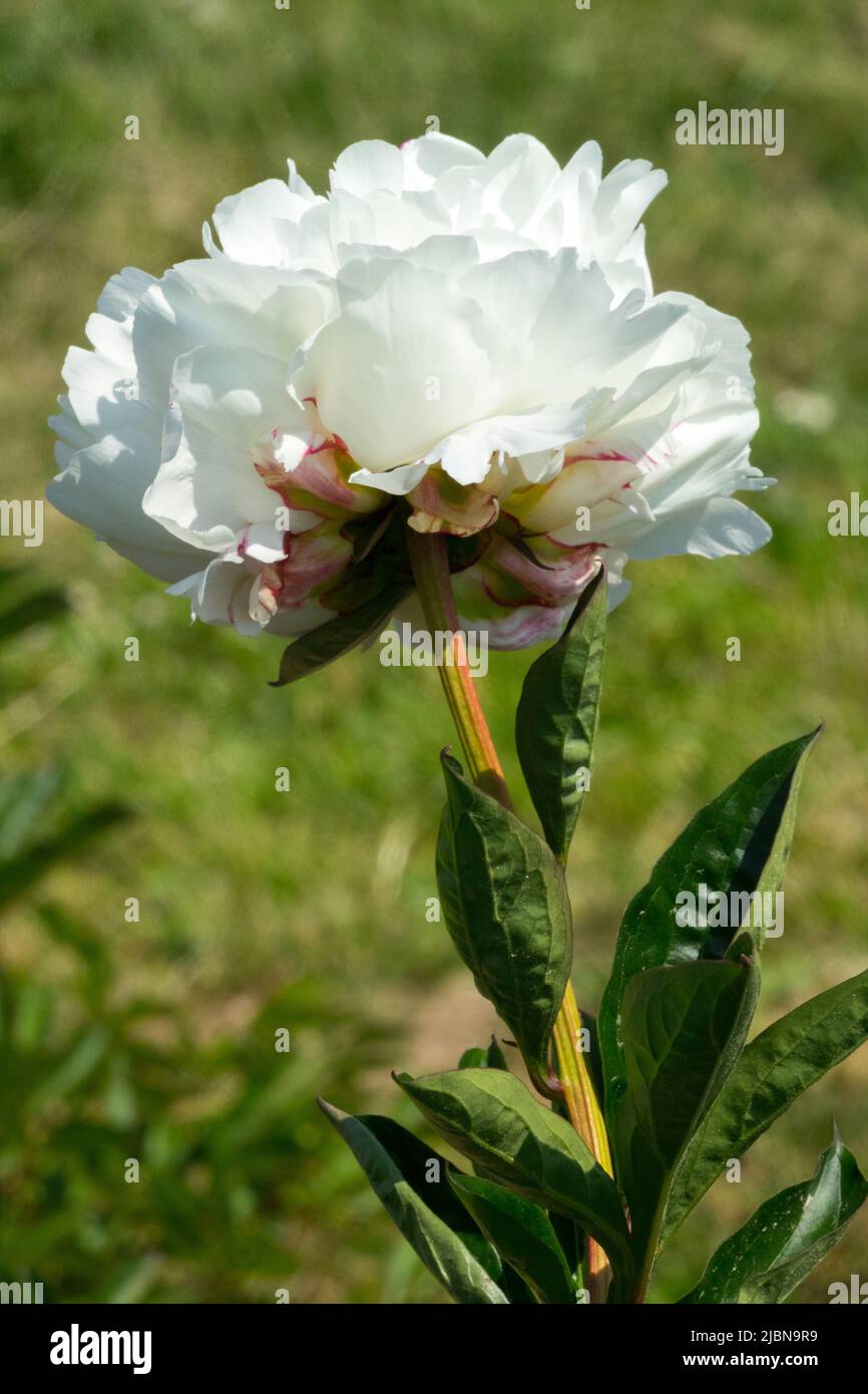 Bellezza, bianco, Fiore, On, stelo, Paeonia lactiflora, Peonia, Ritratto, Peonia in fiore "Boule de Neige" fiore di peonia bianca su verde Foto Stock