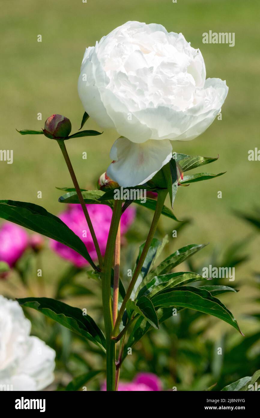 Bianco, Peony 'Madame Edouard Doriat', Paeonia lactiflora, Fiore, erbaceo in giardino Foto Stock