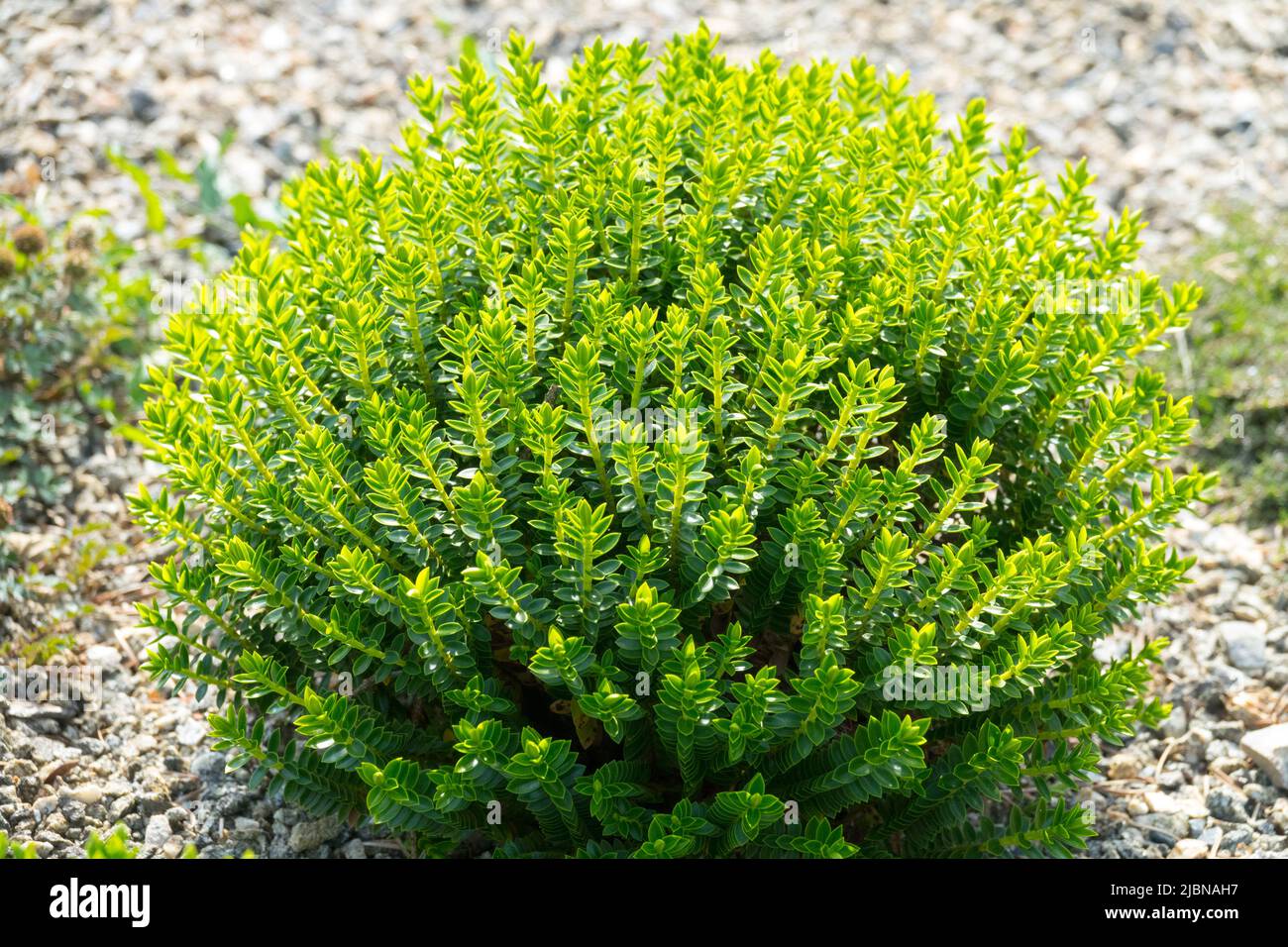 Hebe 'McKean', genere Veronica cupressoides, Hebe 'Emerald Gem', decorativo, arbusto in, giardino, stabilimento Foto Stock