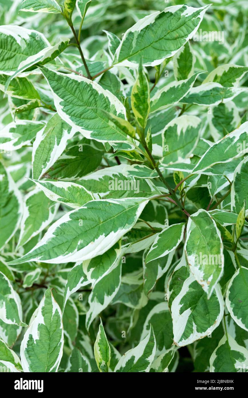 Cornus alba 'Ivory Halo', dogwood, arbusti, variegati, foglie, Cornus alba, dogwood rosso del Twig, Cornus, pianta Foto Stock