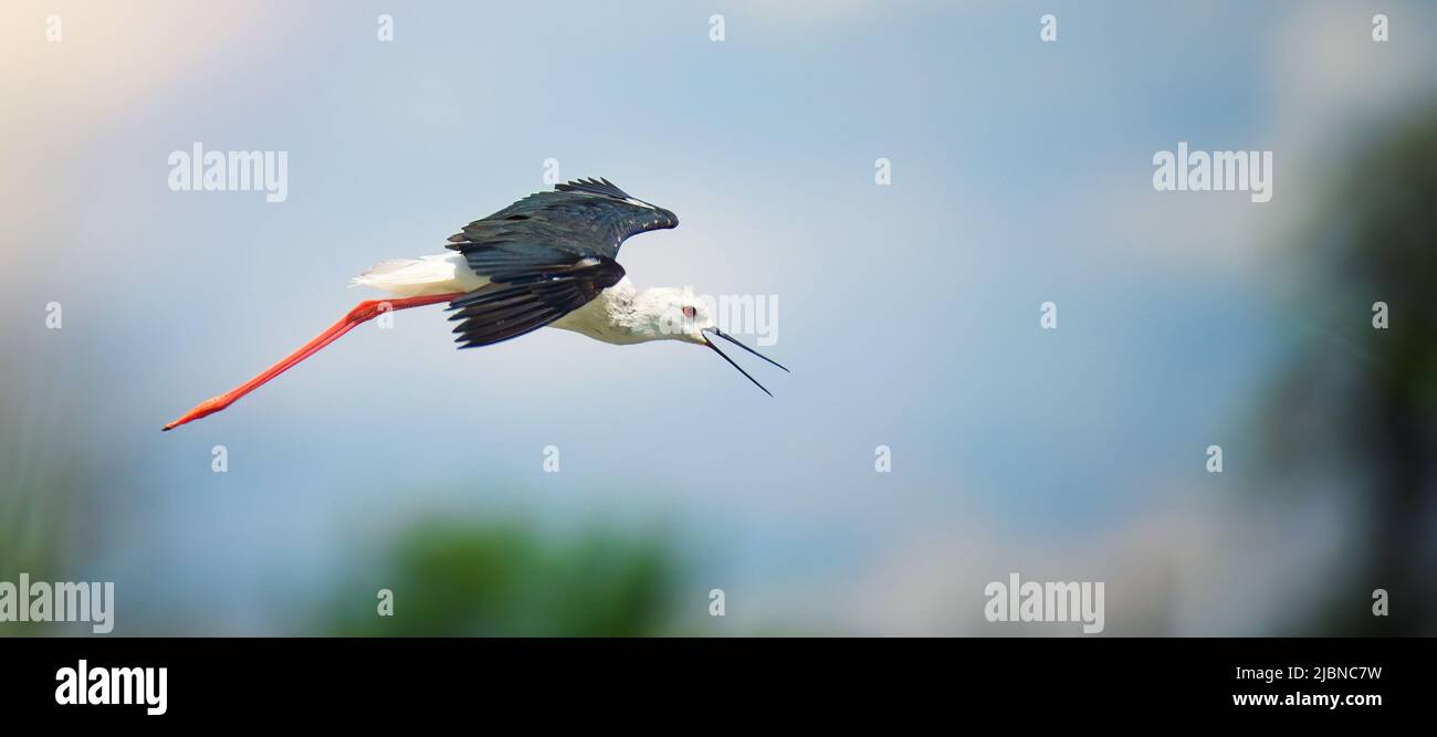 Ritratto di Black-winged Slilt vola sopra la superficie e cerca il cibo, il miglior pohto. Foto Stock