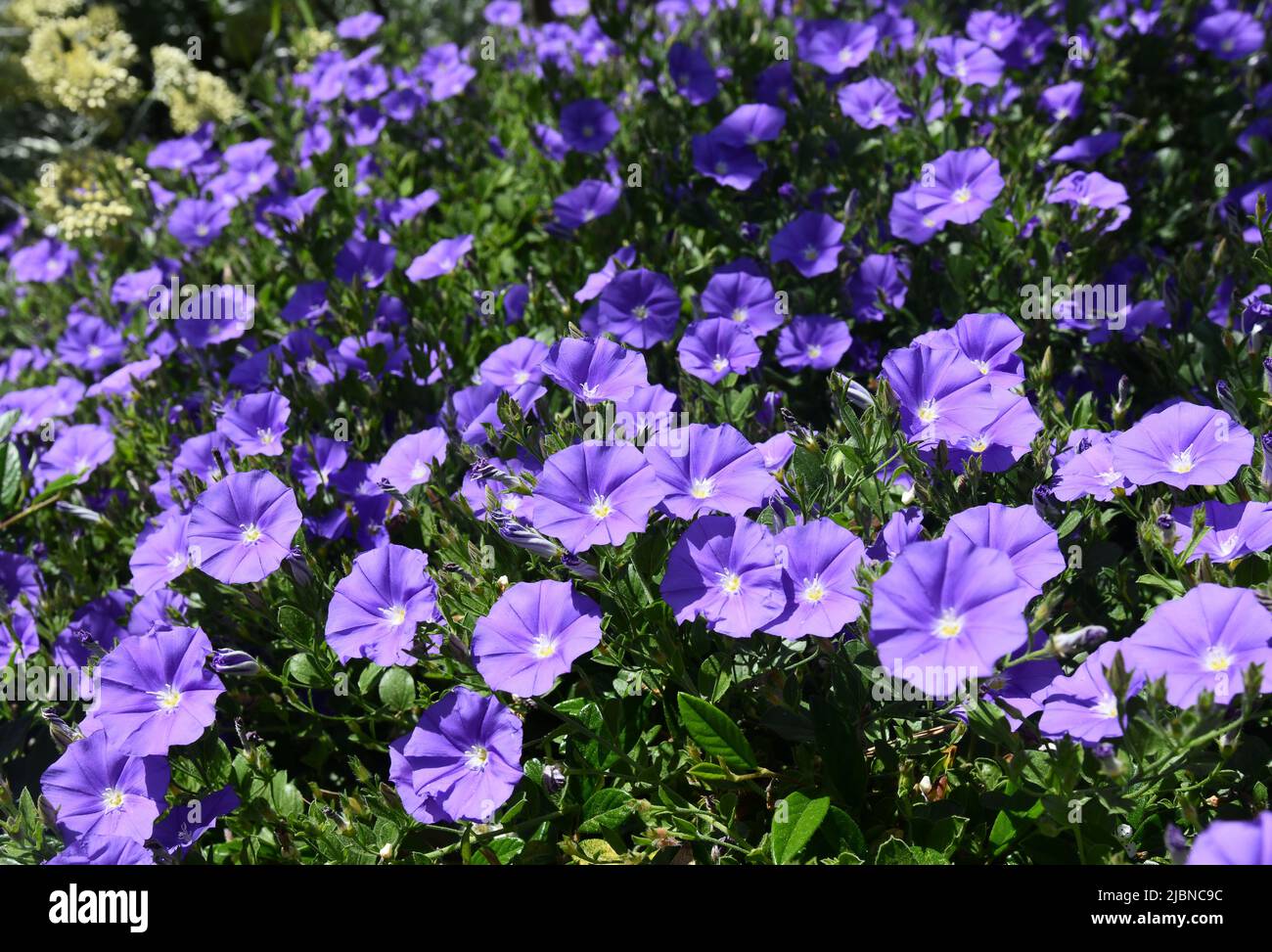 Convolvulus sabatius o roccia blu bindweed Foto Stock