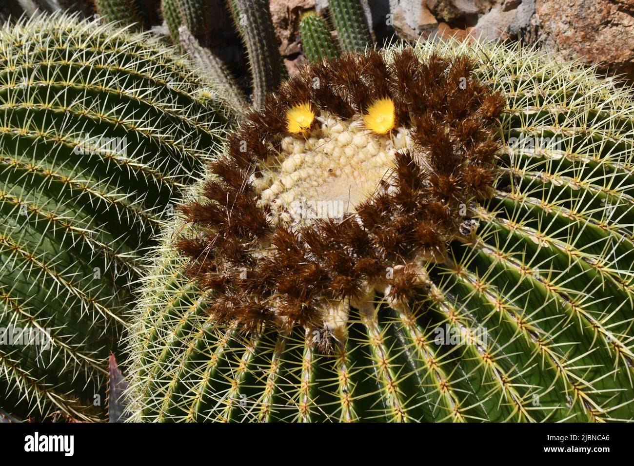 Echinocactus Grusonii cura in fiore, Cactaceae. botte d'oro cactus Foto Stock