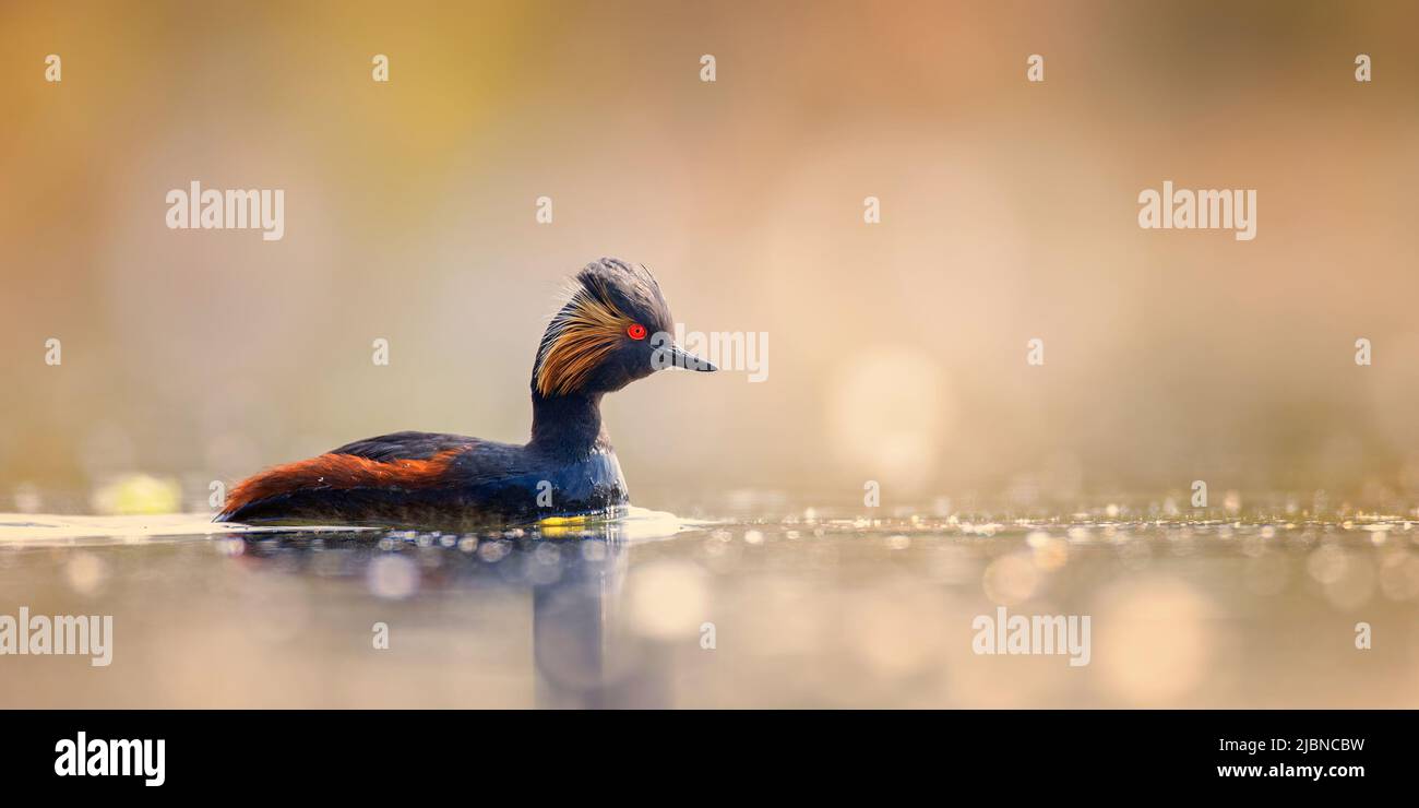 Il grasso dal collo nero o il grasso dalle orecchie Podiceps nigricollis galleggia sulla superficie dell'acqua illuminata dal sole, la migliore foto. Foto Stock