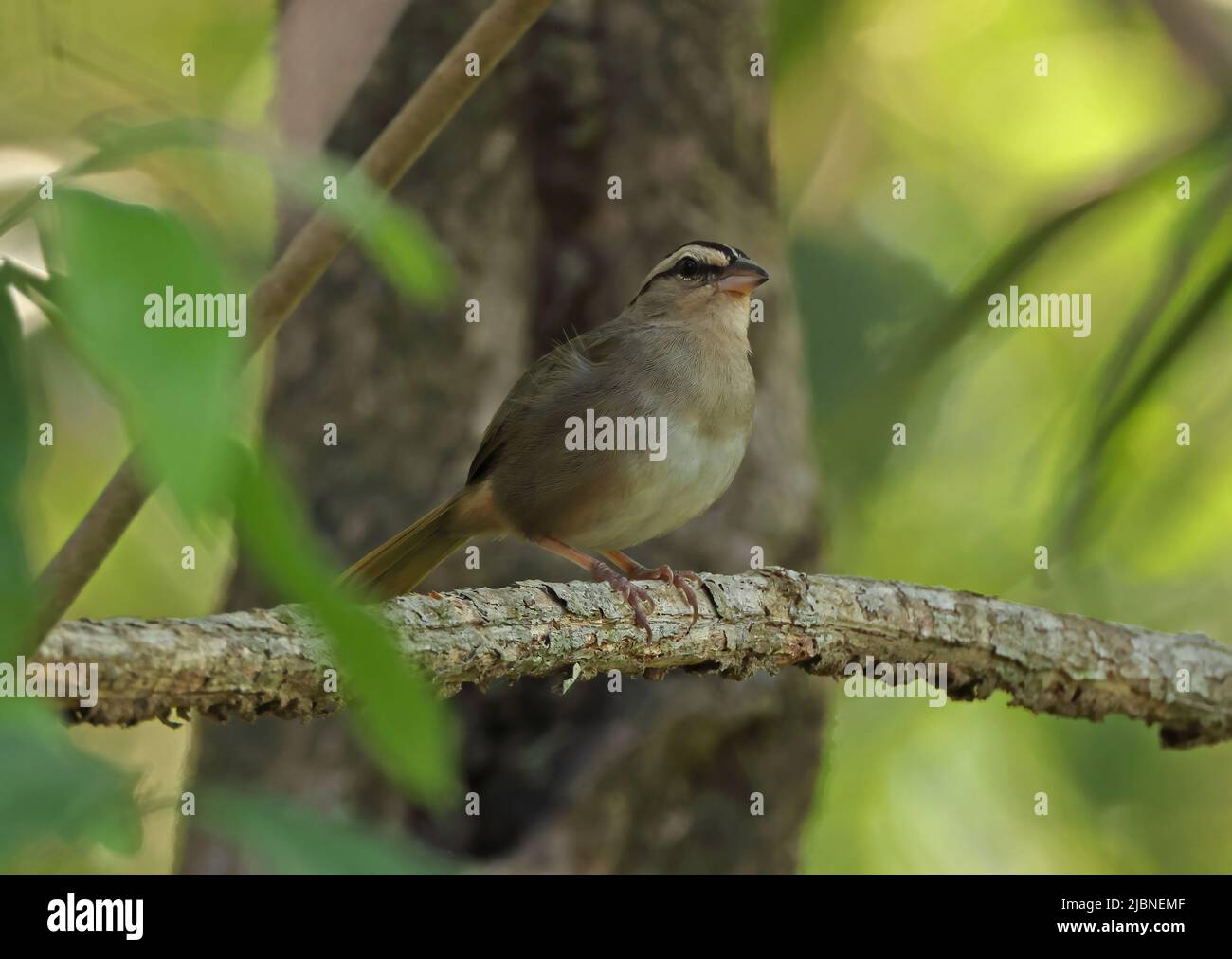 Olive Sparrow (Arremonops rufivirgatus superciliosus) adulto arroccato sul ramo morto Costa Rica Marzo Foto Stock