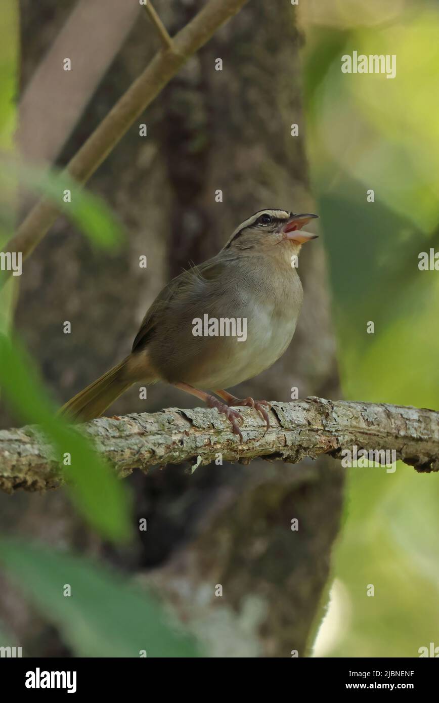 Olive Sparrow (Arremonops rufivirgatus superciliosus) adulto arroccato su ramo morto nella canzone Costa Rica Marzo Foto Stock