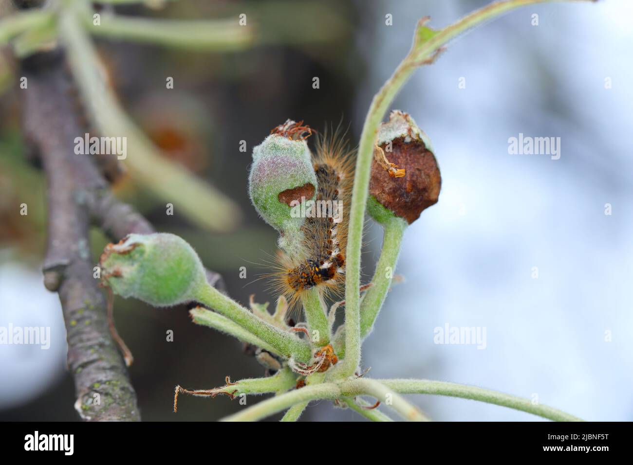 Albero di mele danneggiato da bruchi di coda marrone falce Euproctis chrysorrhoea. Ha mangiato foglie e ha danneggiato frutta giovane e immatura. Foto Stock