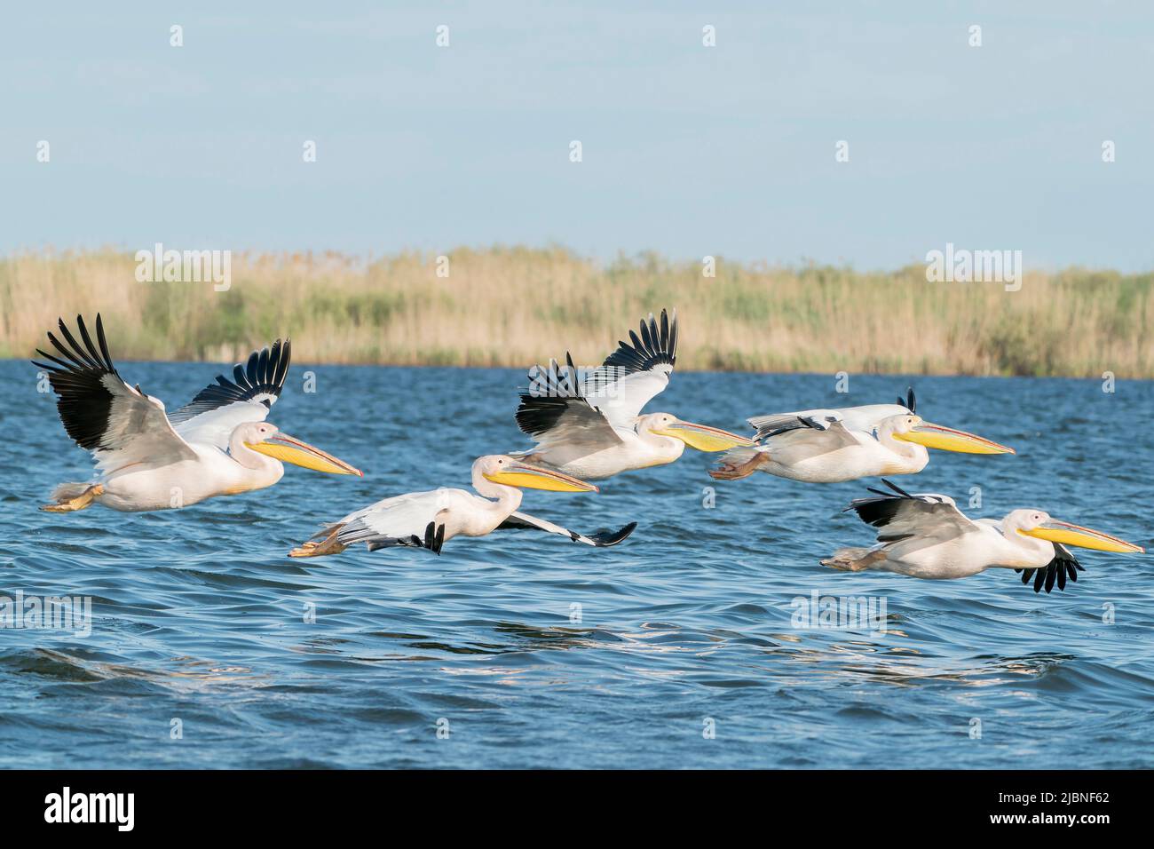 Grande Pelican bianco, Pelecanus onocrotalus, gruppo di uccelli che volano sull'acqua, delta del Danubio, Romania, 27 aprile 2022 Foto Stock