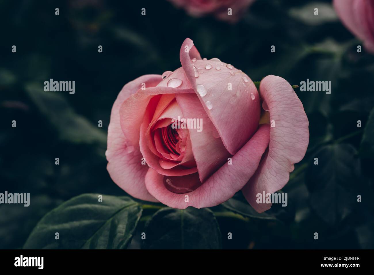 Rosa rosa singola al mattino presto all'aperto. Tonalità vintage. Sfondo naturale floreale Foto Stock