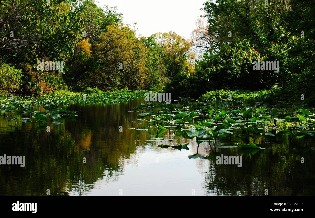 Kayak in Rock Spring correre fiume nella Florida centrale vicino a Orlando Stati Uniti Foto Stock