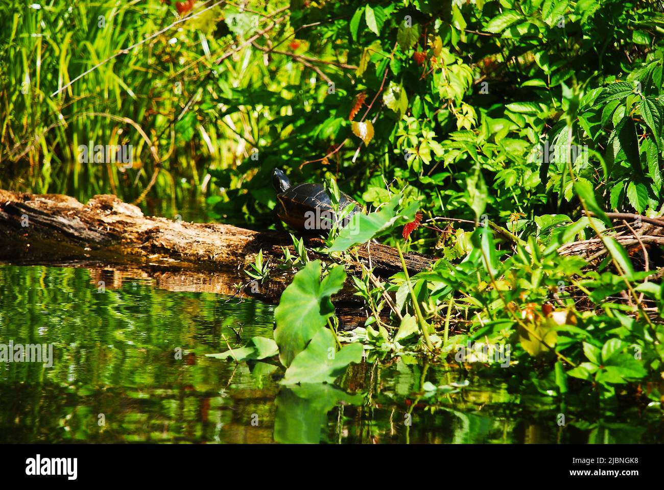 Tartaruga rossa della Florida nel fiume Rock Springs al parco Kelly della Florida centrale Foto Stock