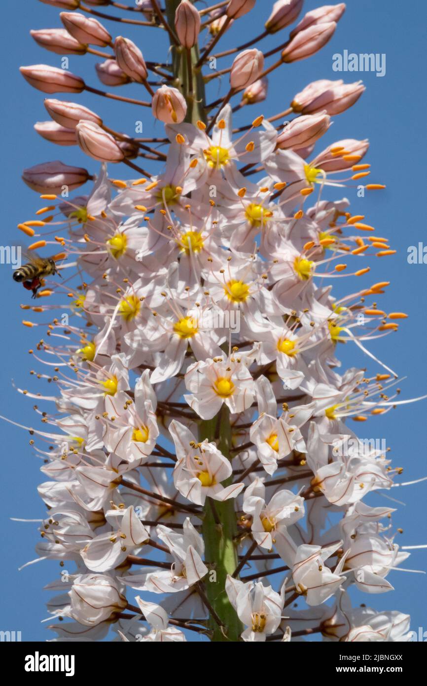 Primo piano, Desert Candle, Flower, Foxtail Lily, Blossoms, Eremurus robustezza, fiori, bello, fioritura Foto Stock