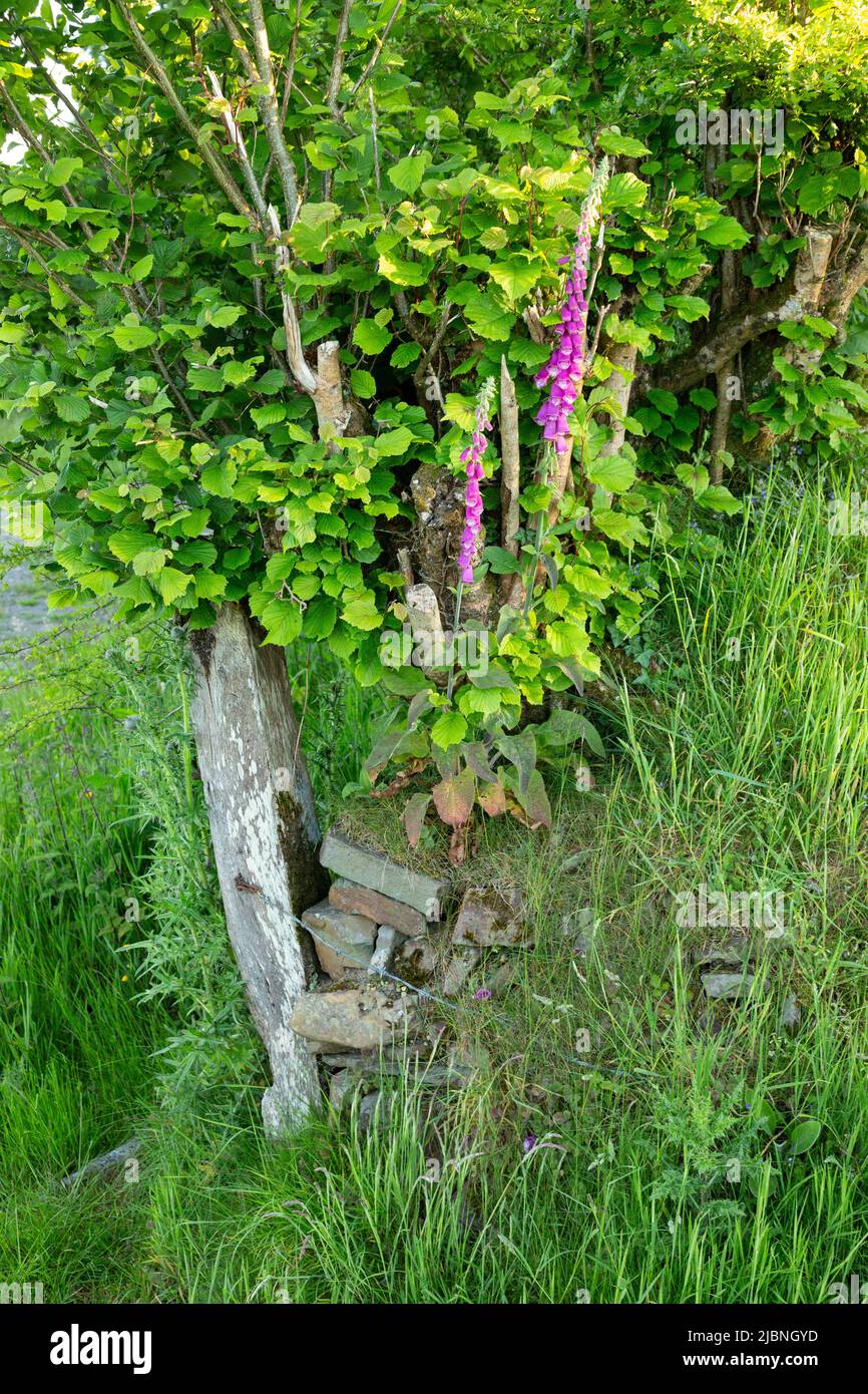 Foxglove flowers High Bickington, Devon, Inghilterra, Regno Unito. Foto Stock