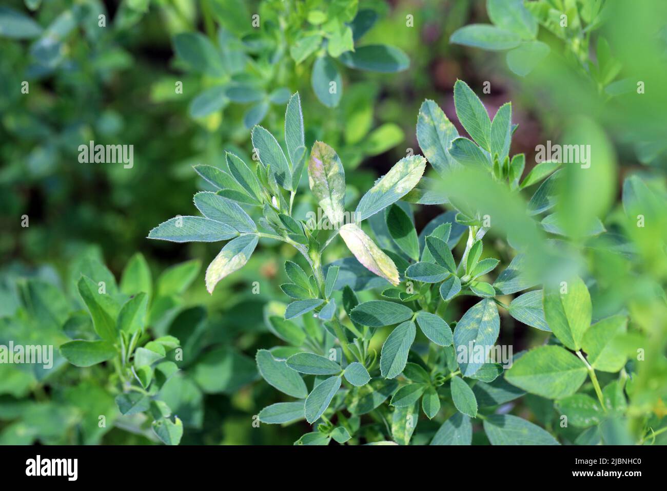 Alfalfa (Medicago sativa) malattia, ingiallimento di foglie su raccolto. Foto Stock