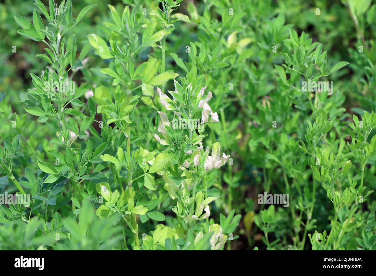 Alfalfa (Medicago sativa) malattia, ingiallimento di foglie su raccolto. Foto Stock