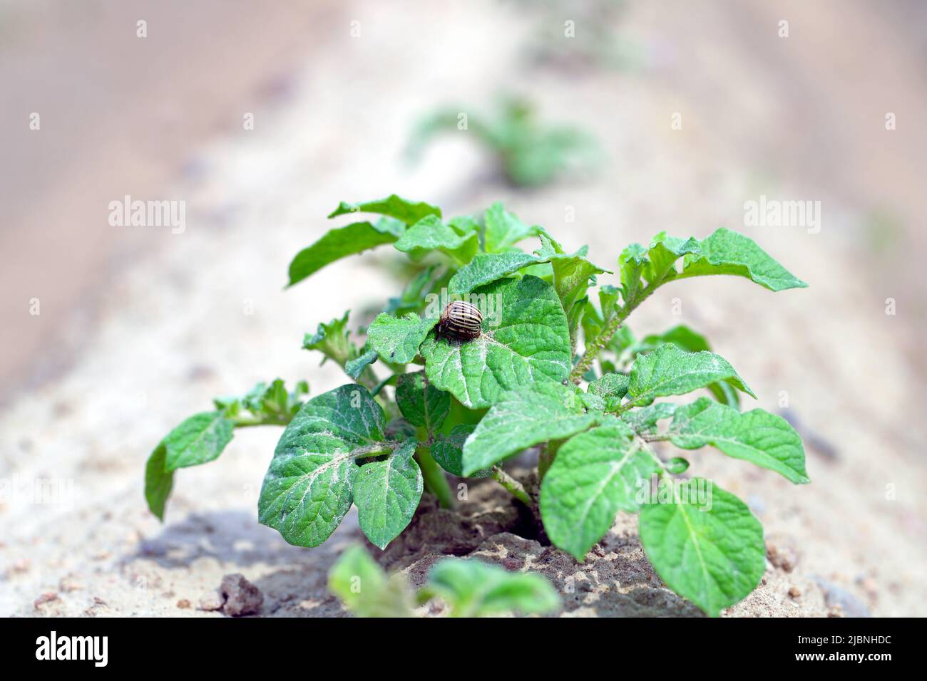 Il coleottero della patata del Colorado (Leptinotarsa decemlineata) mangia le foglie di patata, primo piano. Foto Stock