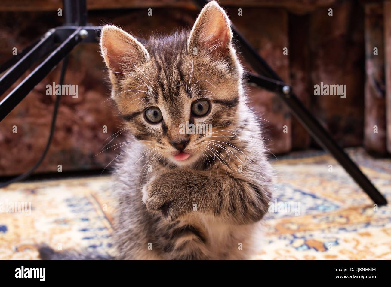 Piccolo gattino grigio lecca la zampa da vicino Foto Stock