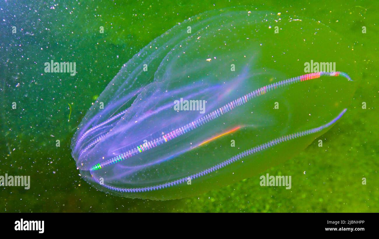 Ctenofori, Comb invader al Mar Nero, medusa Mnemiopsis leidy. Mar Nero Foto Stock