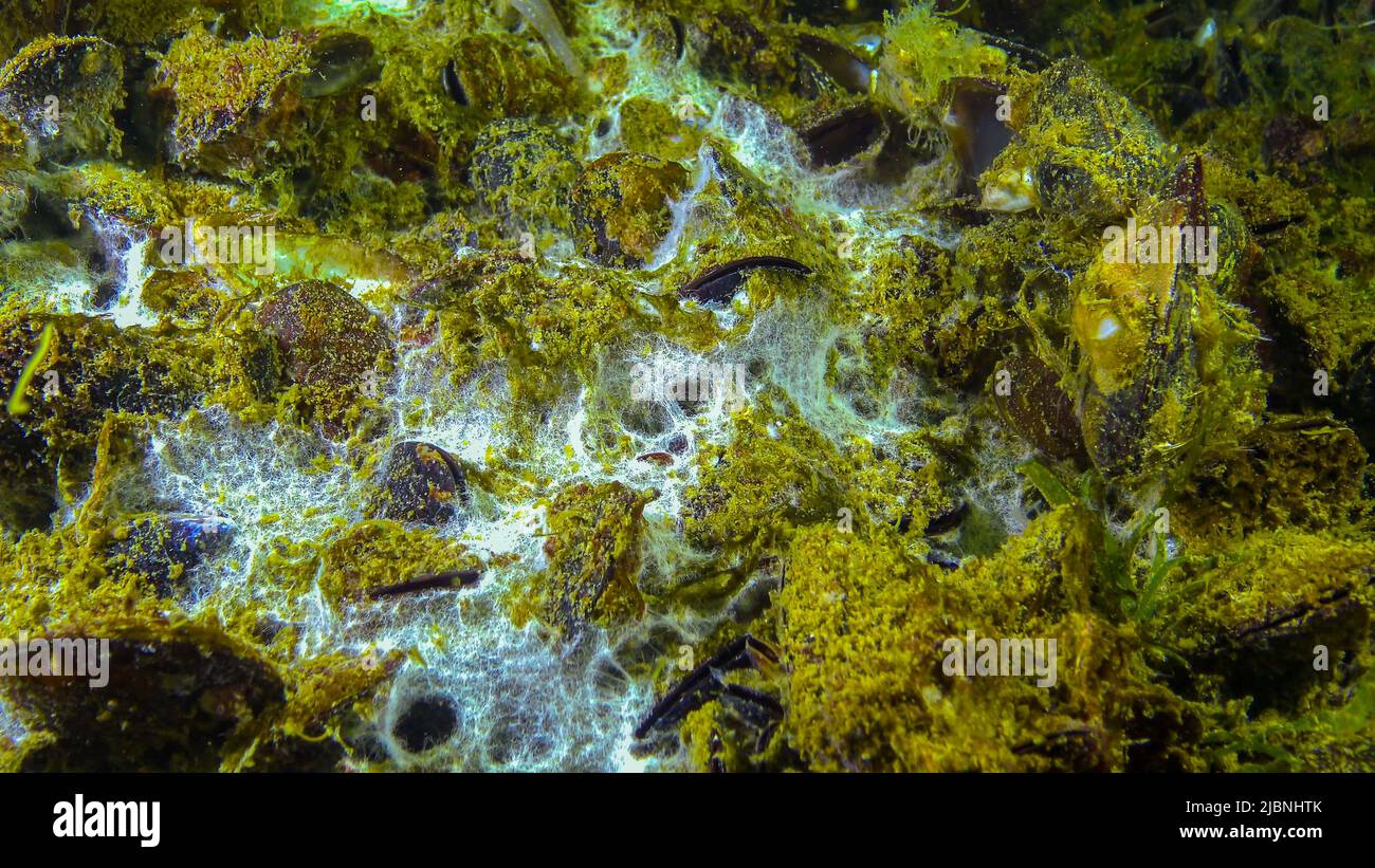Fondale marino sulla superficie della sabbia, il Mar Nero. Ecologia del mare, inquinamento. Foto Stock