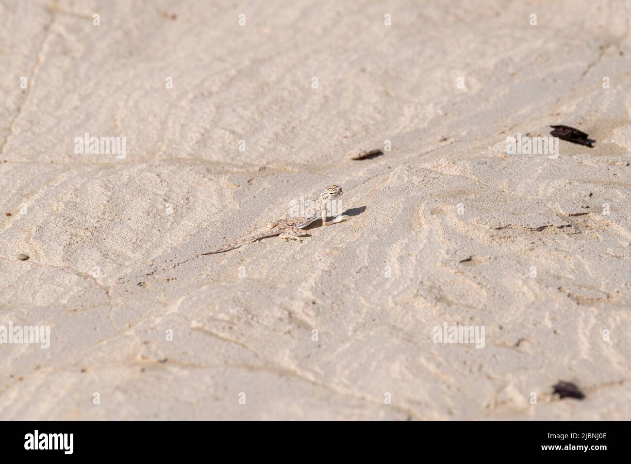 Lucertola in piedi nella sabbia, deserto degli Emirati Arabi Uniti, Medio Oriente, Paninsula Araba Foto Stock