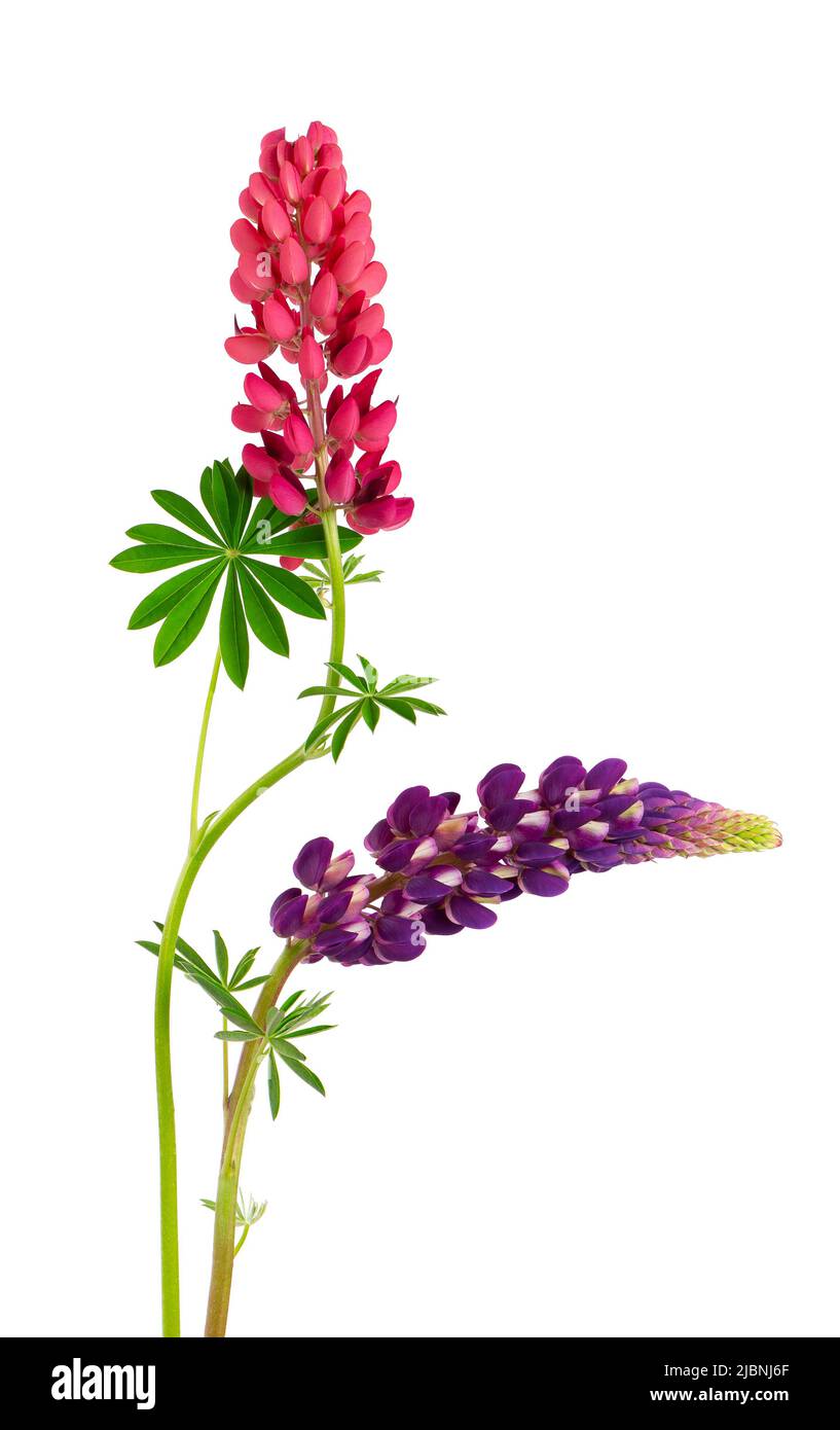 Fiori Lupin isolati su sfondo bianco. lupinus rosa e viola Foto Stock