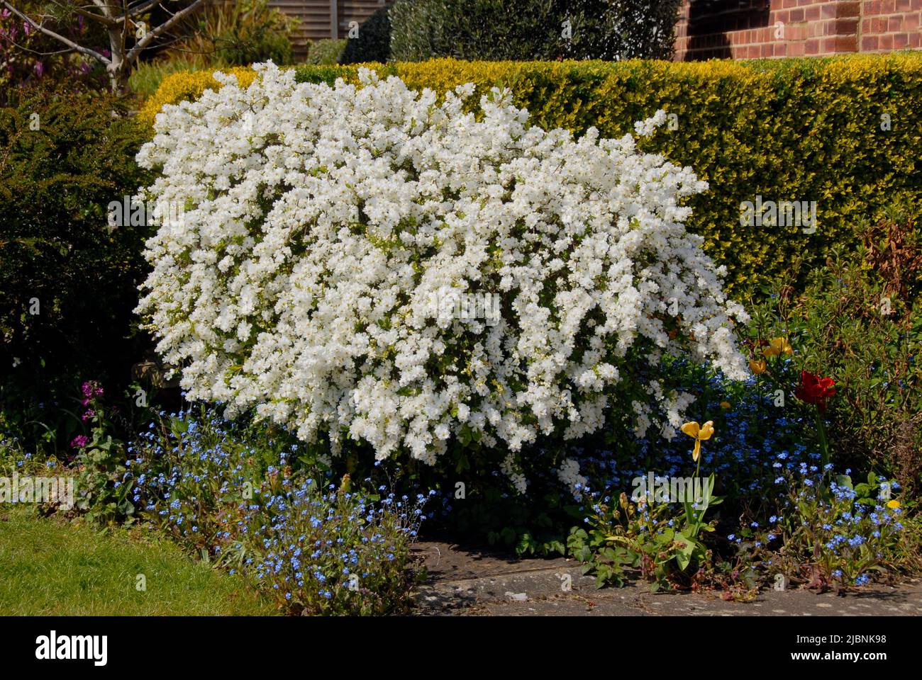 Bush di Exochorda x macrantha 'la sposa' in fiore in un giardino suburbano, Inghilterra con siepe Privet dietro Foto Stock