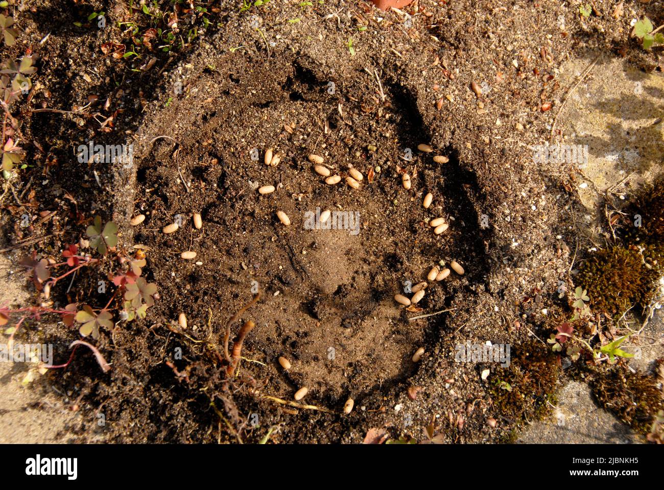 Nido di formica scoperto dopo che pianta commovente pentola Foto Stock