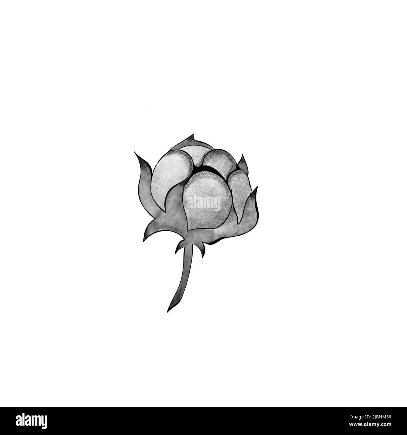 Illustrazione dell'incisione del ramo di cotone. Imitazione stile scratch board. Immagine disegnata a mano. Foto Stock