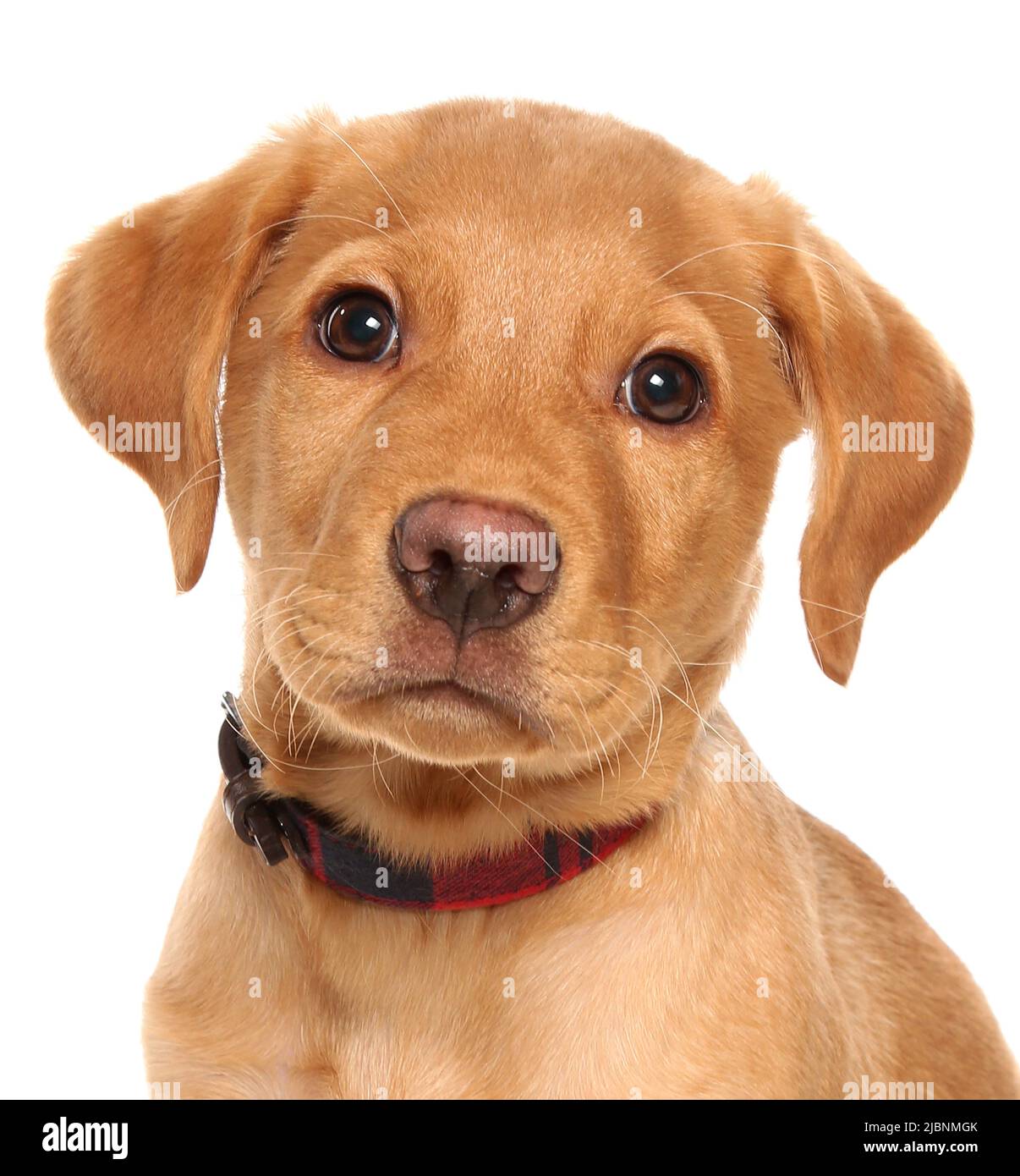 Cane cucciolo Golden Labrador isolato su sfondo bianco Foto Stock