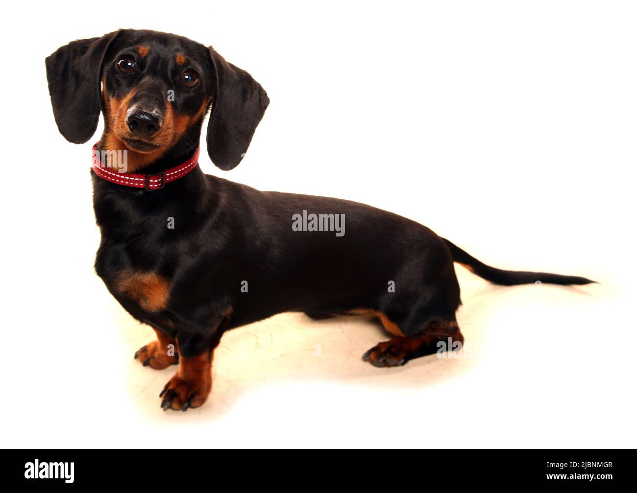 Cane della salsiccia di Dachshund isolato su uno sfondo bianco Foto Stock