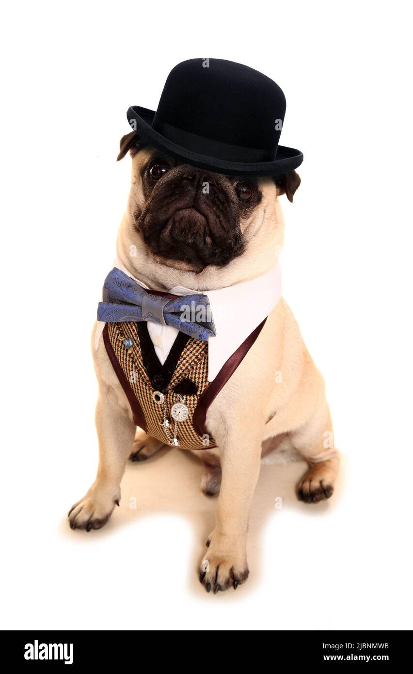 Pug dog in costume elegante Foto Stock
