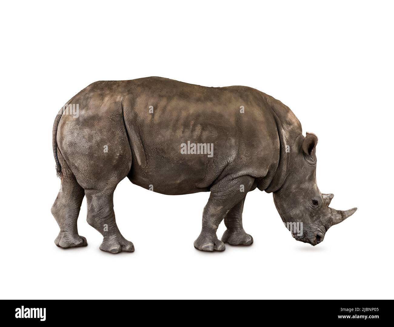 Cute rinoceronte isolato su bianco Foto Stock