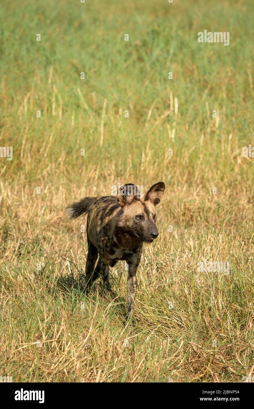 Cani selvatici africani (Lycaon pictus) nel Delta dell'Okavango, in Botswana, subito dopo aver ucciso un lechwe rosso (Kobus leche) Foto Stock