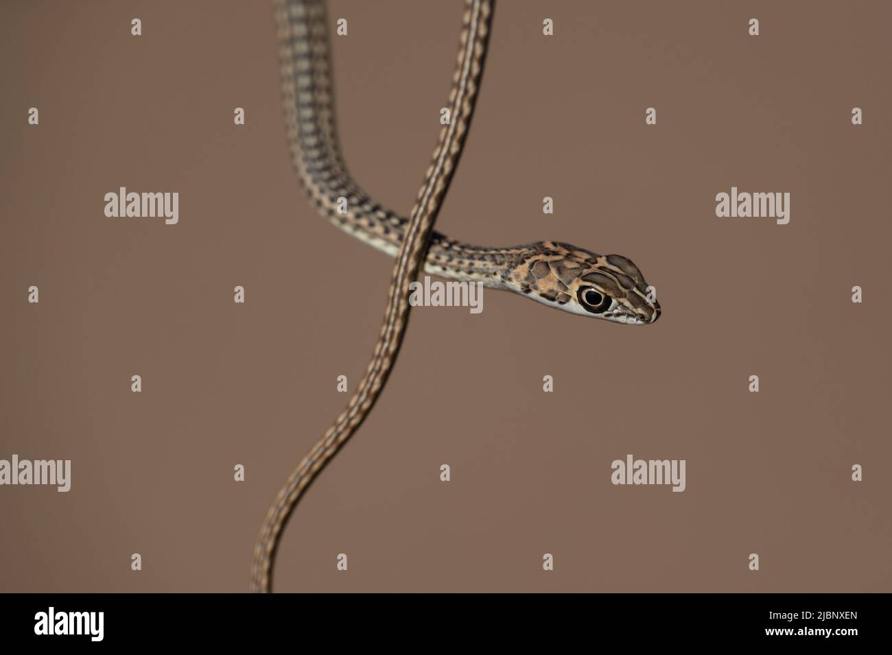 Serpente giovanile mole scivolando sulla sabbia nel Kgalagadi Transfrontier Park, South Arica Foto Stock