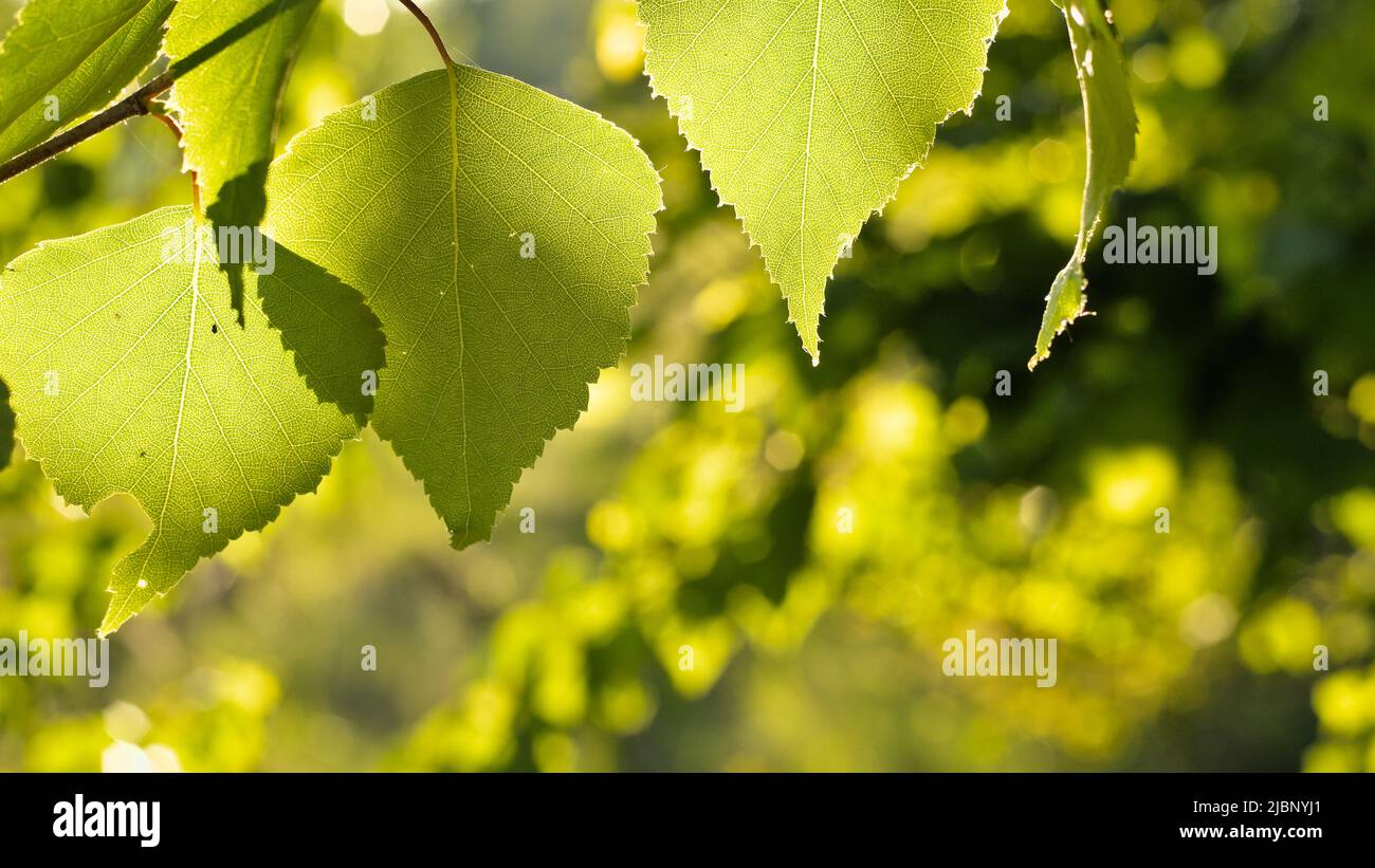 Betulla bianca europea (Betula pendula) lascia alla luce del sole della sera Foto Stock