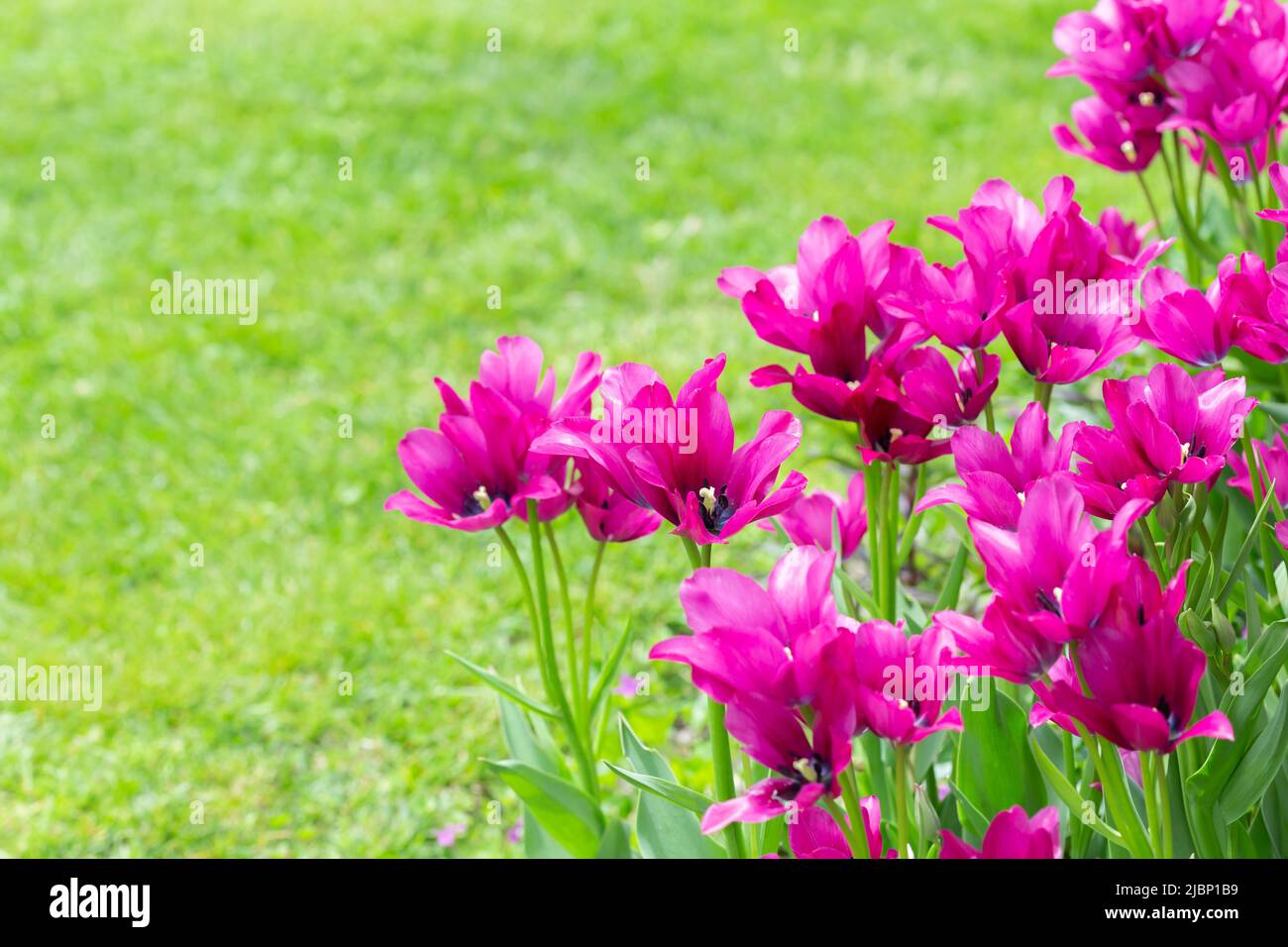 Tulipani magenta colorati in piena fioritura in giardino. Foto Stock