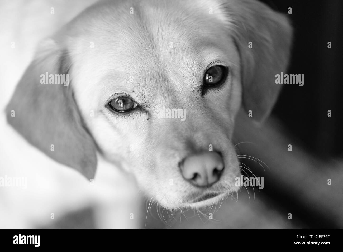 Vista di un bel grel o altrimenti semi-razza cane in bianco e nero Foto Stock