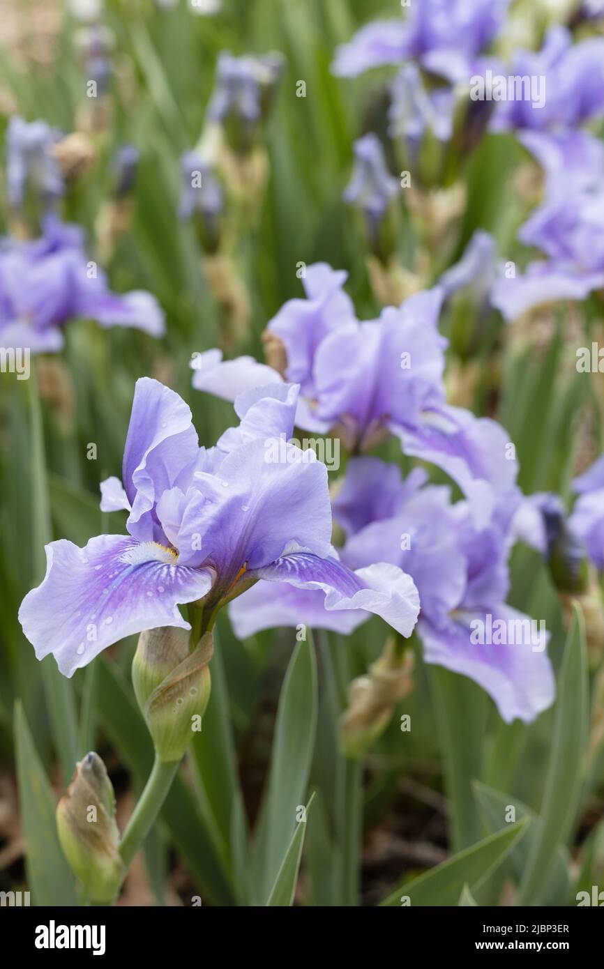 Iris 'Bedtime Story' intermediate iride. Foto Stock