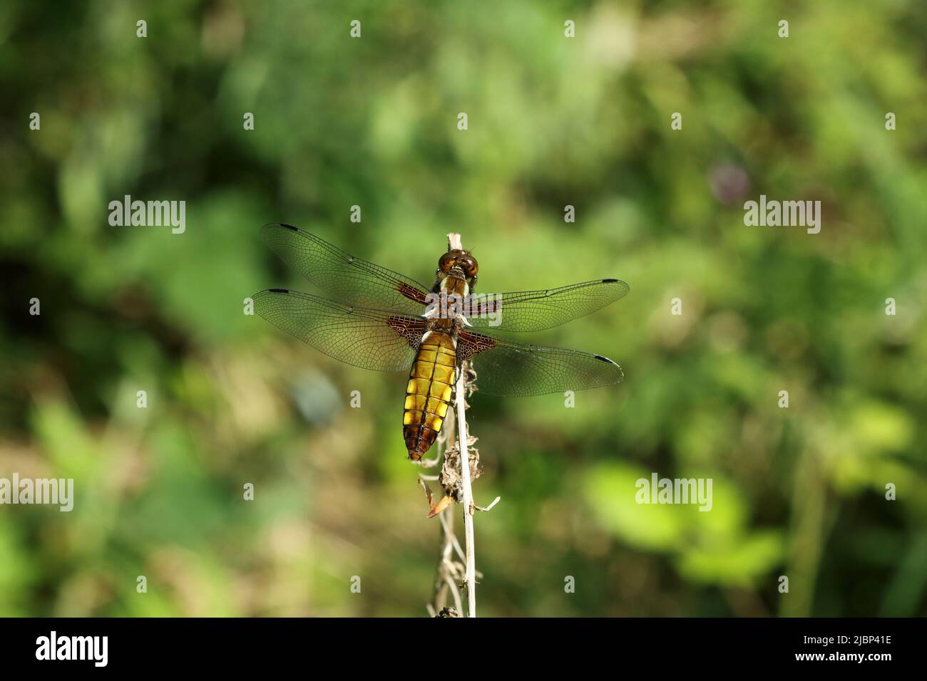 Una libellula a chaser di corpo largo femmina che sorvola su un singolo stelo. Foto Stock