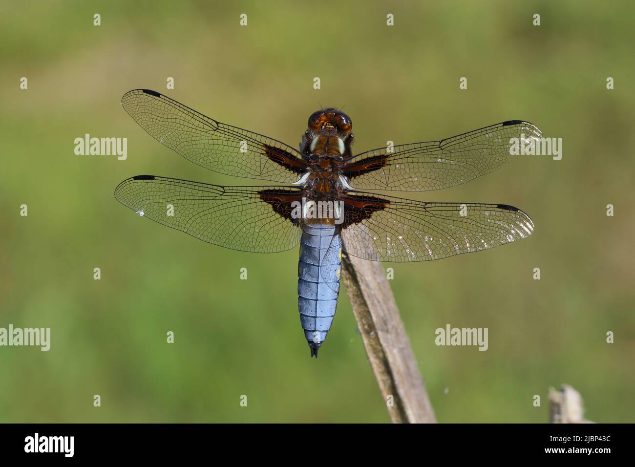 Un primo piano di un maschio, largo-corposo chaser libellula appollaiata. Foto Stock