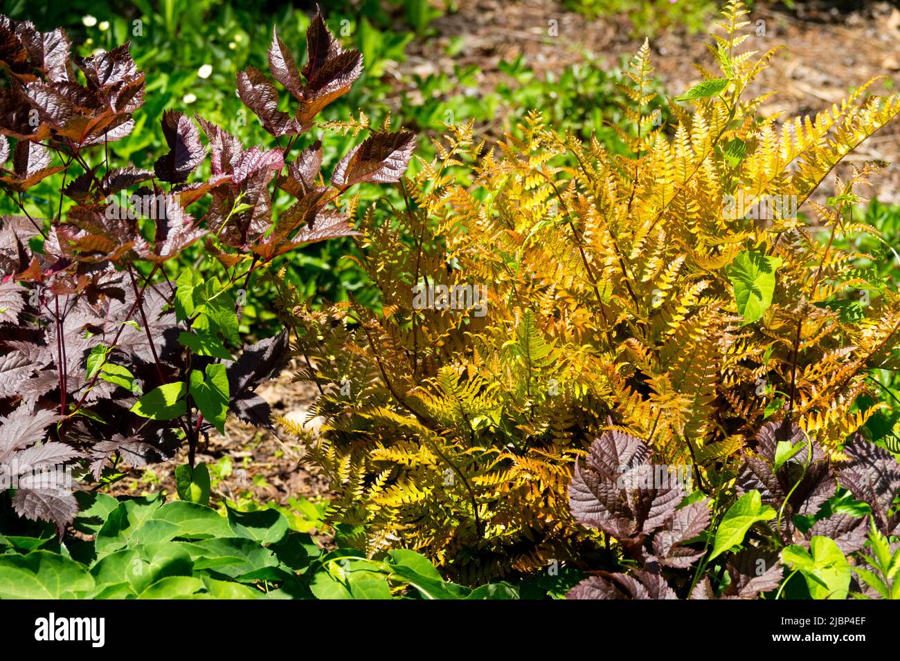 Dryopteris eritrosora, Japanese Shield Fern, Rusty, foglie, Giardino, Pianta Foto Stock