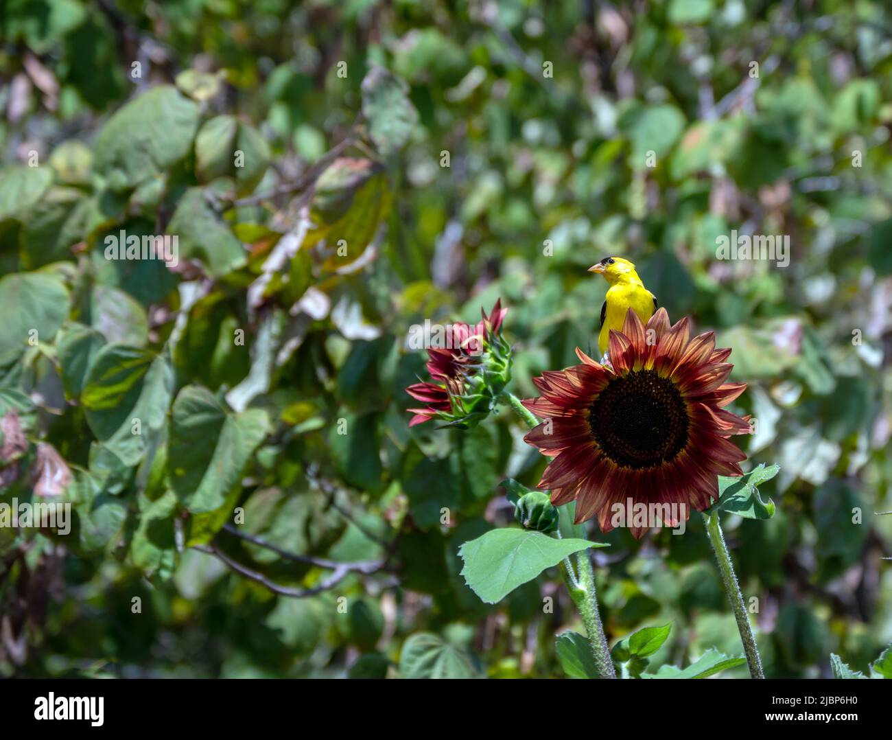 Un bel orafo giallo sembra piuttosto distinto appollaiato sopra un girasole color maroon. Lo sfondo verde sfocato della foglia attira l'occhio sulla b Foto Stock