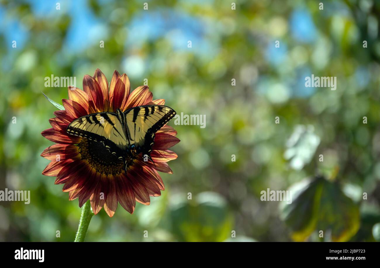 I colori della natura si complimentano delicatamente come una grande farfalla gialla a coda di rondine poggia su un piccolo girasole maroon in Missouri. Bokeh. Foto Stock