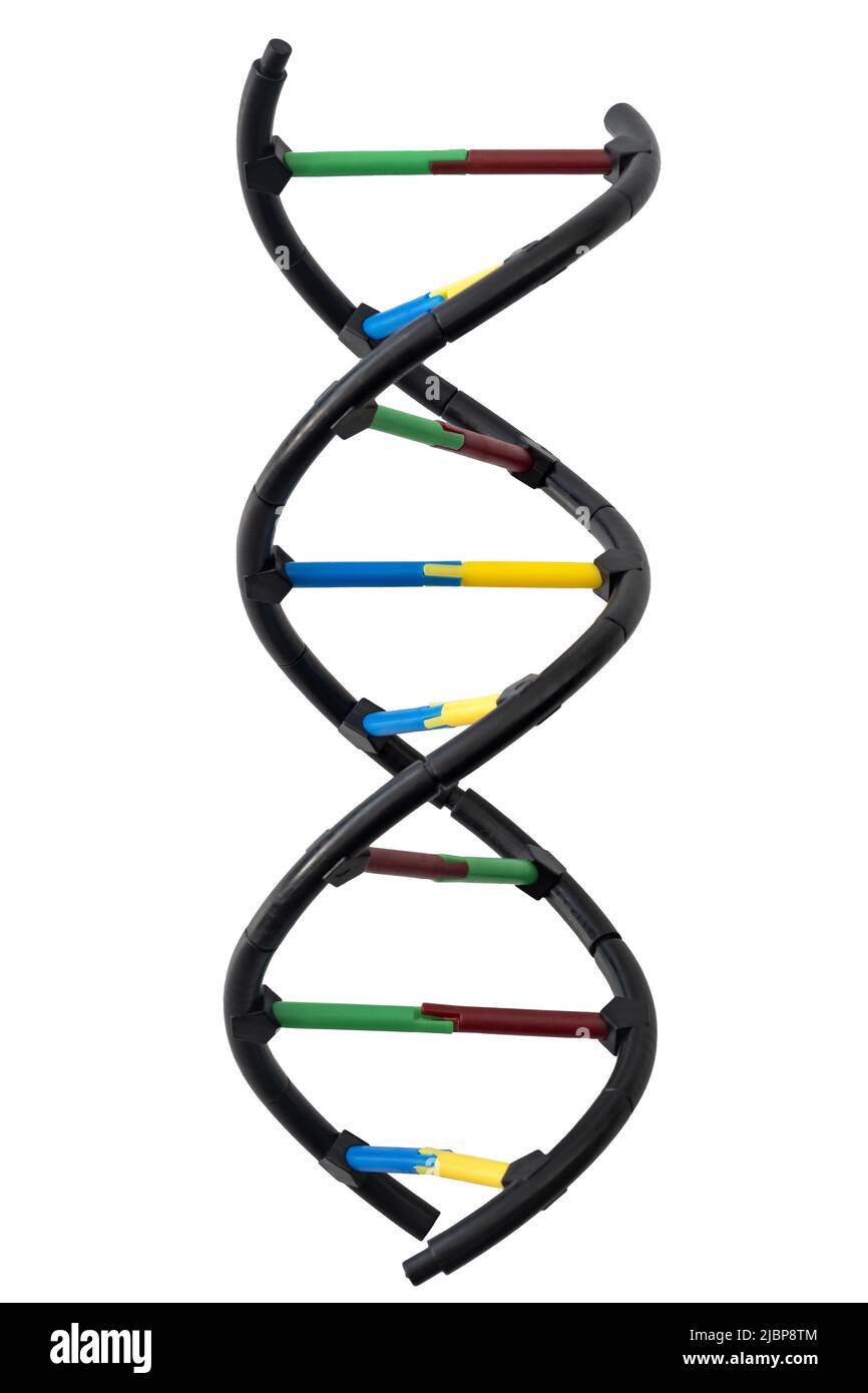 Biologia molecolare, biotecnologia e biochimica e codice genetico concetto di clypart con immagine PNG di DNA Helix Molecule isolato su transpare Foto Stock