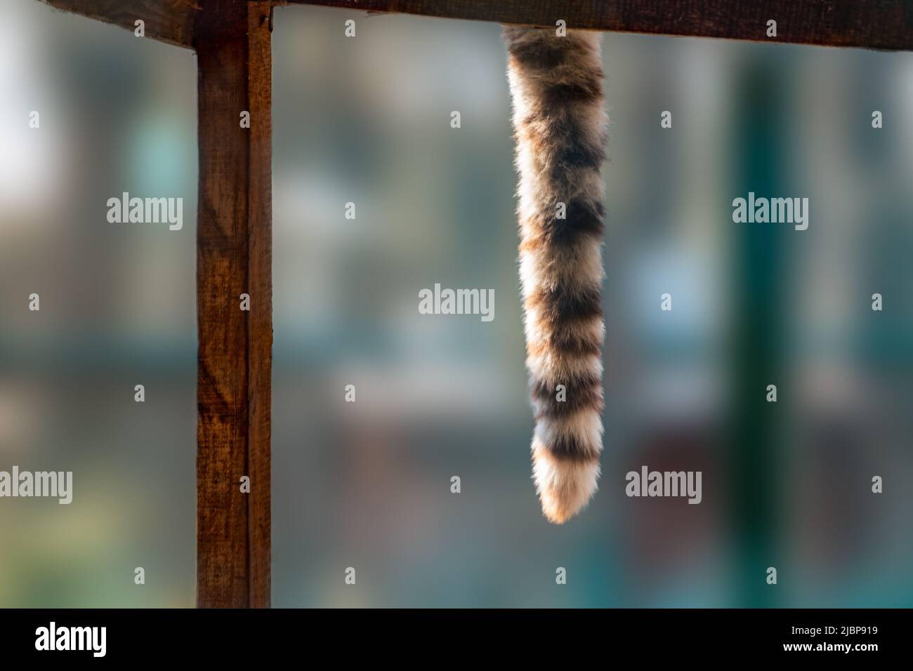 Bianco con strisce nere sulla coda della tigre in pelliccia appesa alla piattaforma di legno. Felino che riposa in voliera con sfondo sfocato. Animali selvatici, grandi Foto Stock