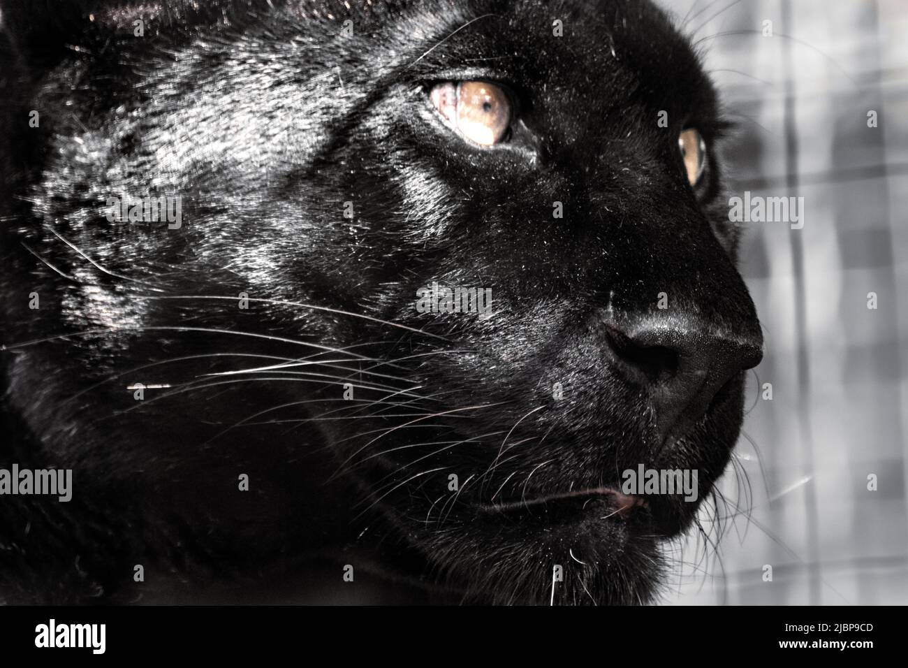 Pantera nera con pelo lucido e occhi gialli ritratto da vicino su sfondo sfocato. Testa di gatto selvatico, variante di colore melanista di leopardo (Panther Foto Stock