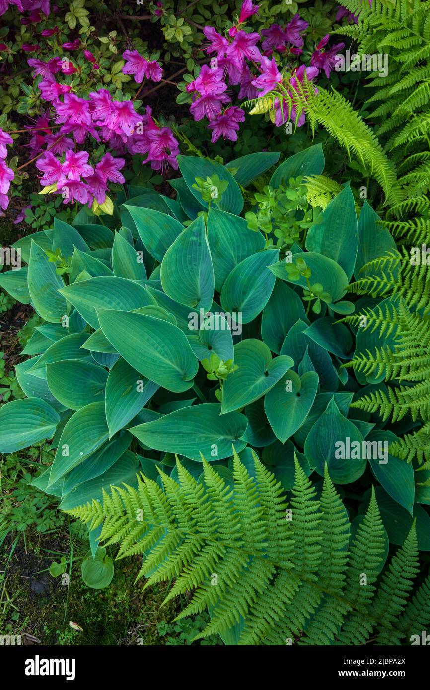 USA, Oregon, Clatsop County, West Coast, Oregon Coast, Cannon Beach, giardino Foto Stock