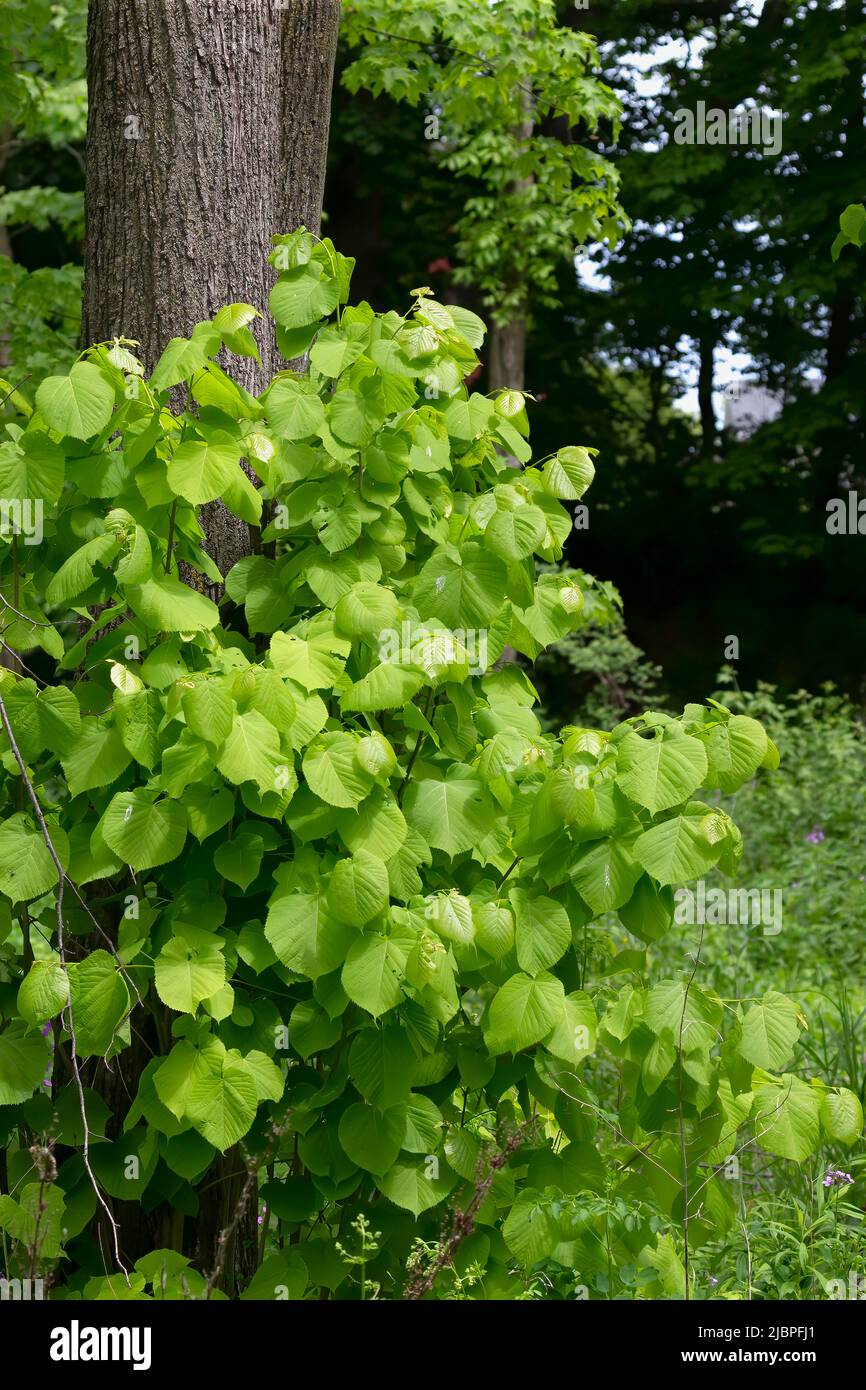 Albero di tiglio americano (Tilia americana) noto anche come “fagotto. Albero deciduo con foglie a forma di cuore e fragranti fiori giallognoli, Foto Stock