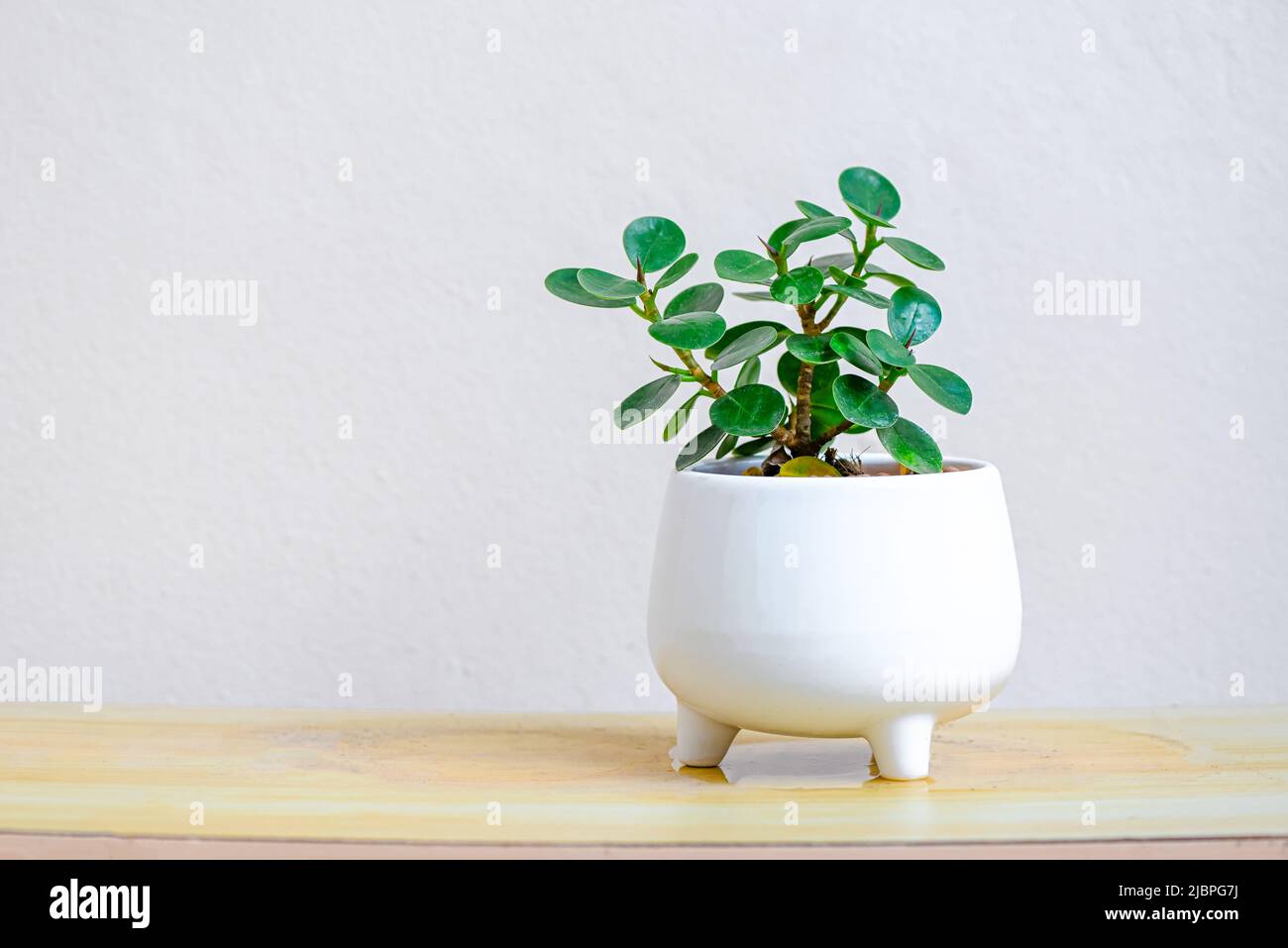 Piccoli alberi in pentole bianche per decorazione in giardino di casa , pianta minima Ficus annata vaso bianco sul tavolo Foto Stock